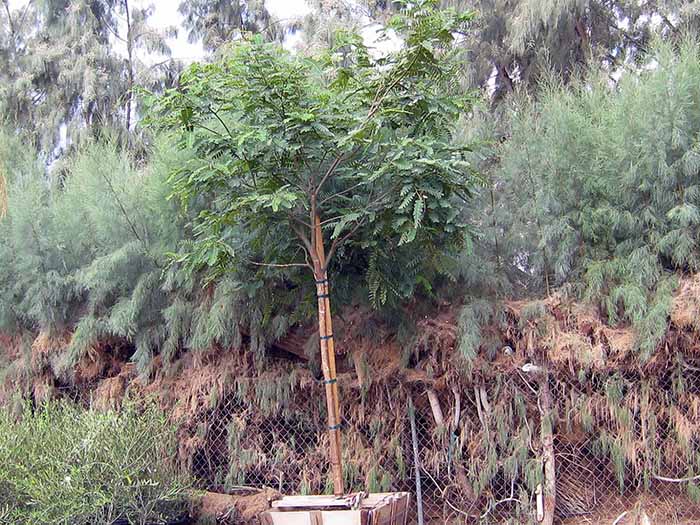 Tipuana tipu